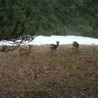 Au printemps les chevreuils viennent sur le terrain
In spring we are lucky to see mountain goats